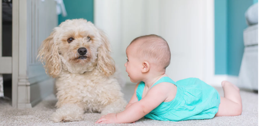 Cercasi cane per bebè