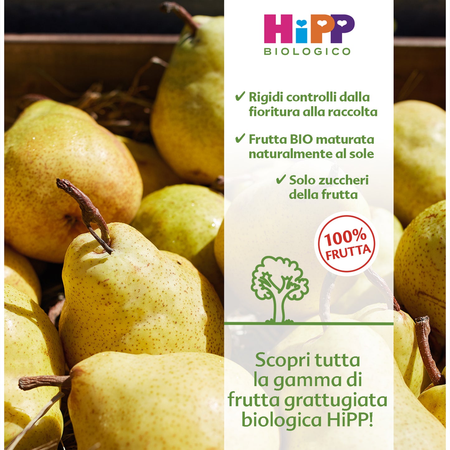 Hipp Grated Fruit Apple Pear 4x100gr