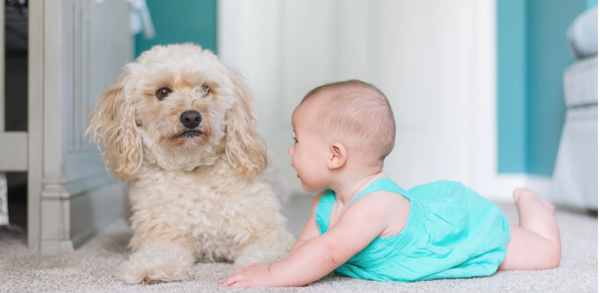 Cercasi cane per bebè