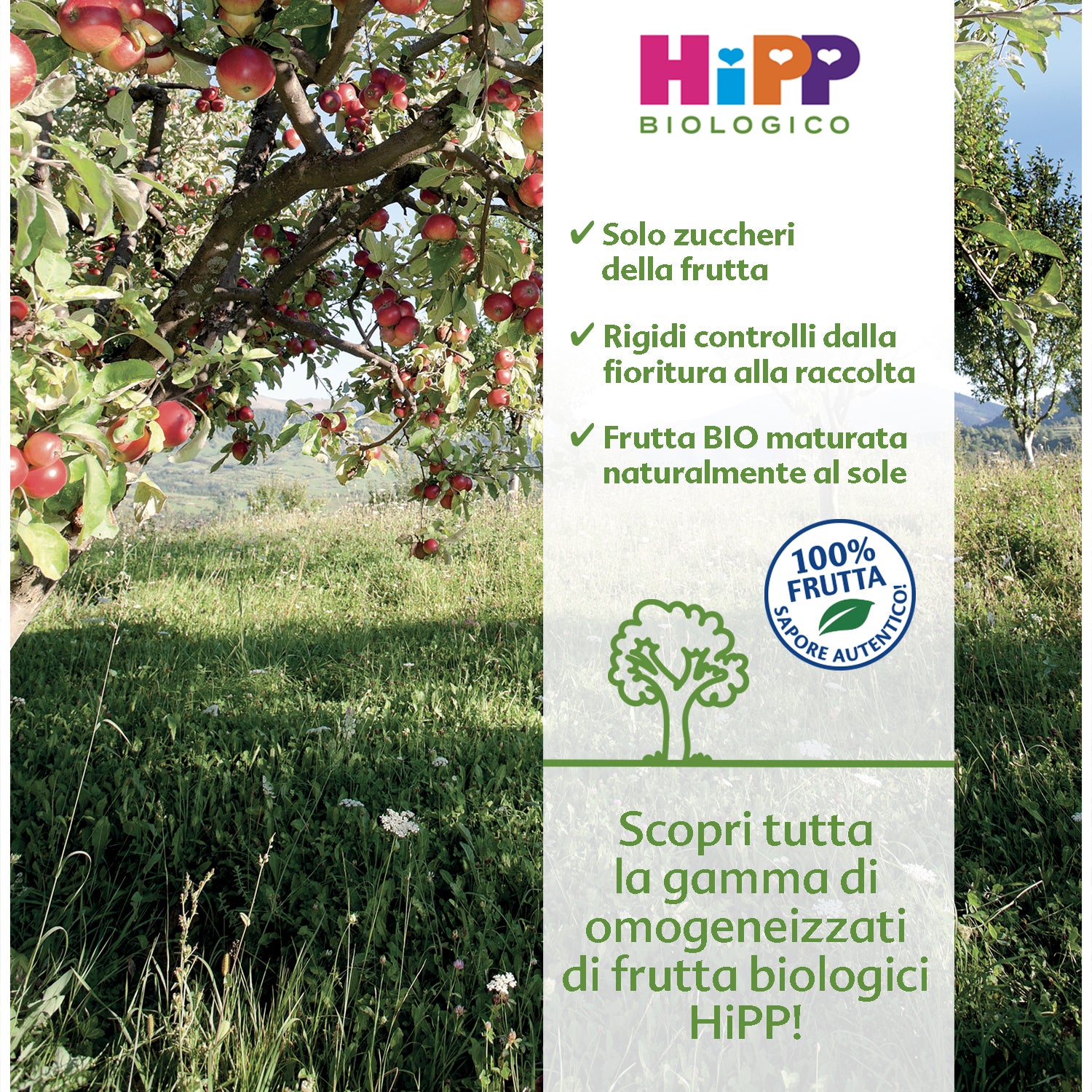 Hipp - Omogeneizzato Tesori Di Frutta Mela Fragola Pera: Confezione 160 gr